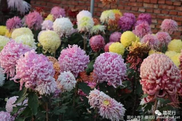 关于菊花秋插和花色花型