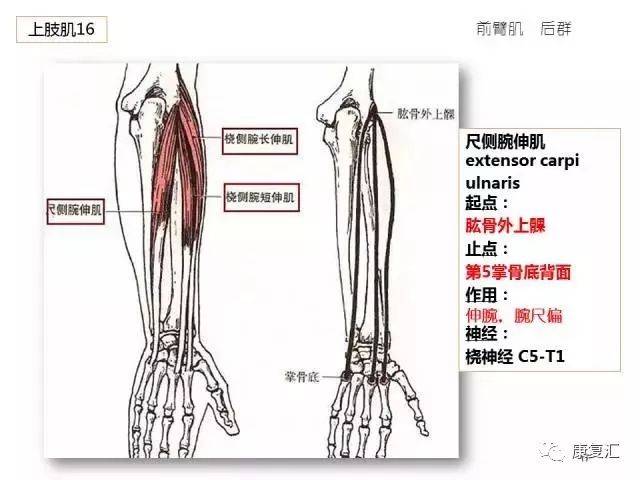 康复师必备63张高清彩图!人体骨骼肌轻松背诵