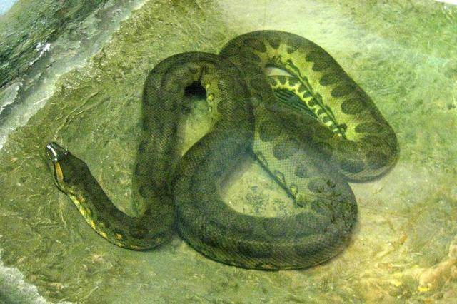 水蚺,是类似水蟒的蛇类,是现存蛇类中体型最大的蛇类长达10米!