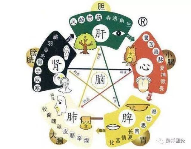 一般而言,在五脏六腑中,脾,肾,肝,肺,最易囤"湿".