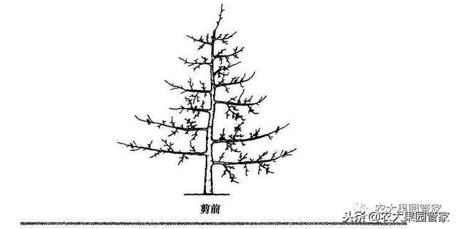 请收藏果树纺锤形树形的培养方法