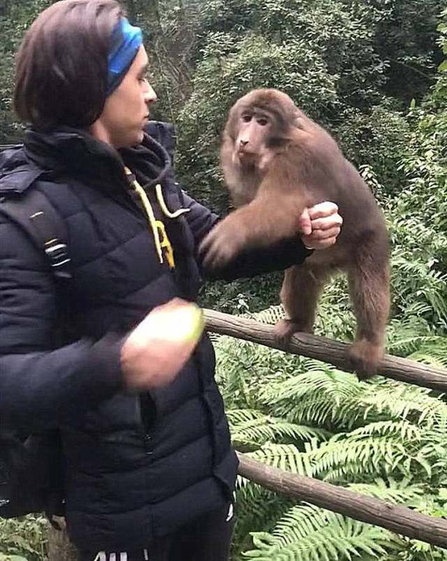 按说猴子杀人这事也确实很严重,后来听说还是把 几个带头推人的猴子给