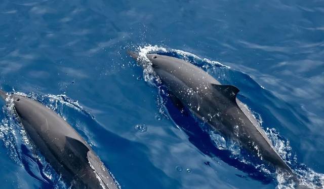 遥远的相似性,最感动人。感恩节预定一份善良