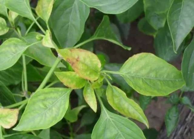 1,枯黄萎病黄叶:辣椒枯黄萎病多发生在中后期,发病初期近地面的叶片