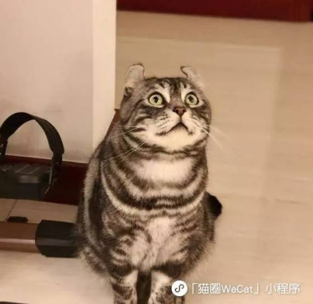 猫咪魔性蹲姿合集,看了几张我就感动哭了··· | 猫圈话题