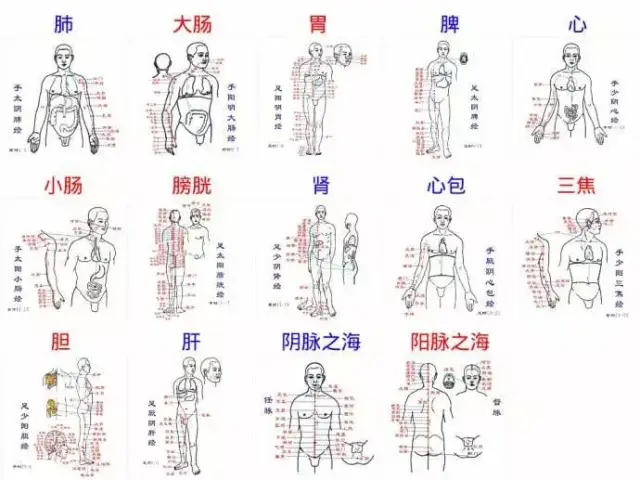 经脉零基础:中医经脉穴位大全——任脉