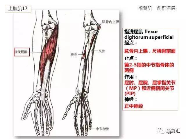 康复师必备63张高清彩图!人体骨骼肌轻松背诵