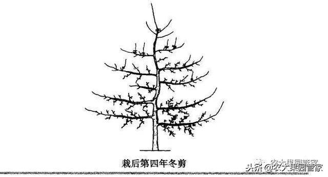 请收藏果树纺锤形树形的培养方法