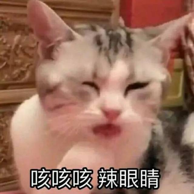 撩男朋友的猫咪表情包30张!