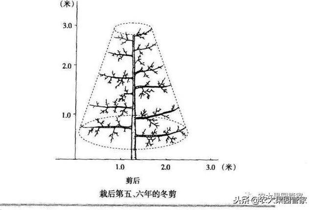 请收藏—果树纺锤形树形的培养方法