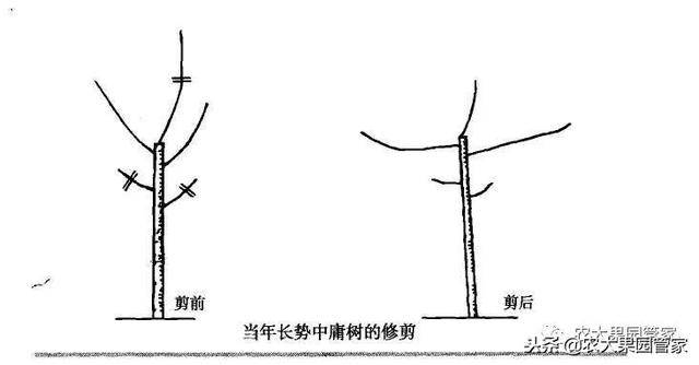 请收藏—果树纺锤形树形的培养方法