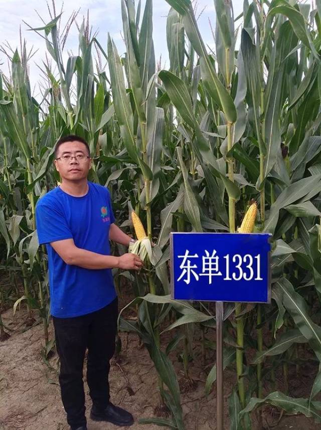 东单1331综合适应性强,种植区域广泛,在我国东华北,黄淮海玉米区种植