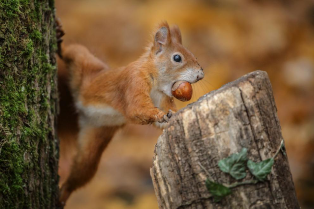 松鼠有着超强记忆,能清楚地记得食物都藏在哪里