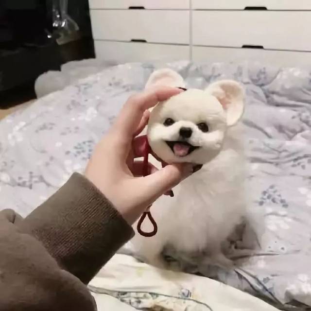 我什么时候下了个这样的崽儿,真像是一只废狗