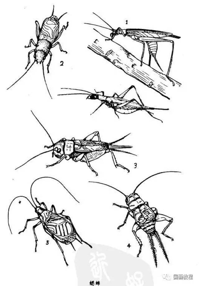 【国画教程】最全的昆虫白描图谱