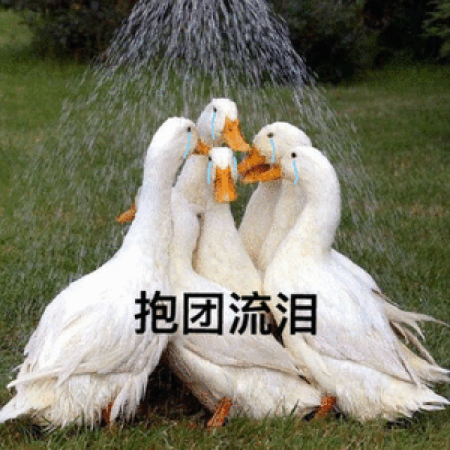 搞笑表情包精选17张:什么爱情,什么男人,让我心碎,让我流泪