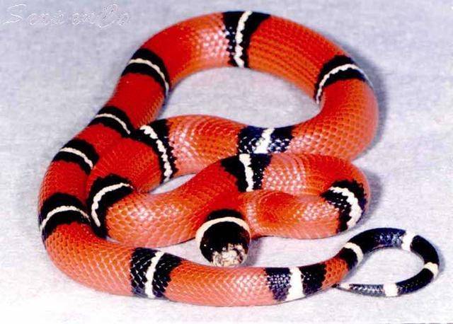 奶蛇,是美国本土的一种无毒的蛇类颜色以红黑白三色为