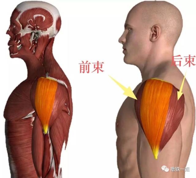 肩部的三角肌有前束,中束,后束.但其实我们大多数人后束是没有力量的.
