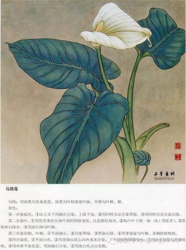 工笔百种花卉染色方法