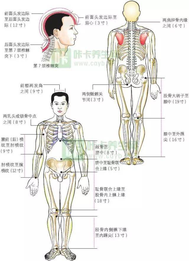 骨度分寸法