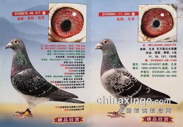 北京李国民鸽舍的名血名鸽鉴赏