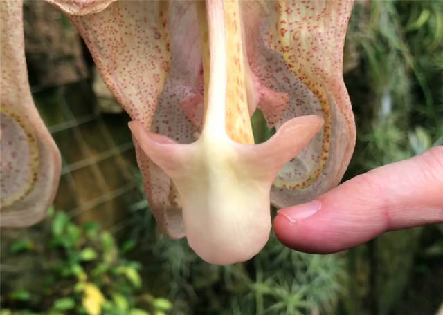外国兰花:这种兰花很大很奇怪还会