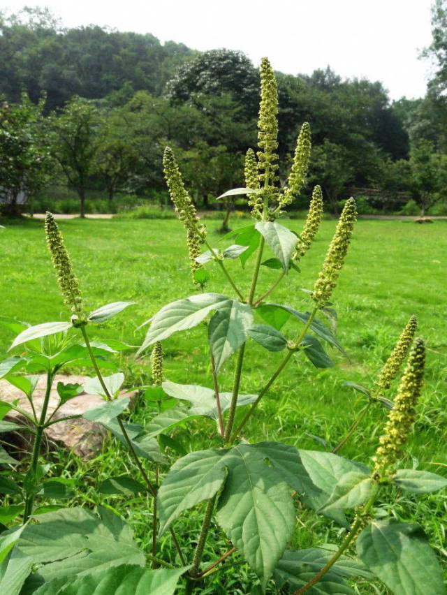 最毒入侵植物,原产北美,入侵我国后每年有600万人因它