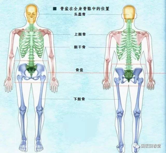 若以运动的观点来看骨盆,则还包括以下部分:位于骨盆与第五腰椎之间的