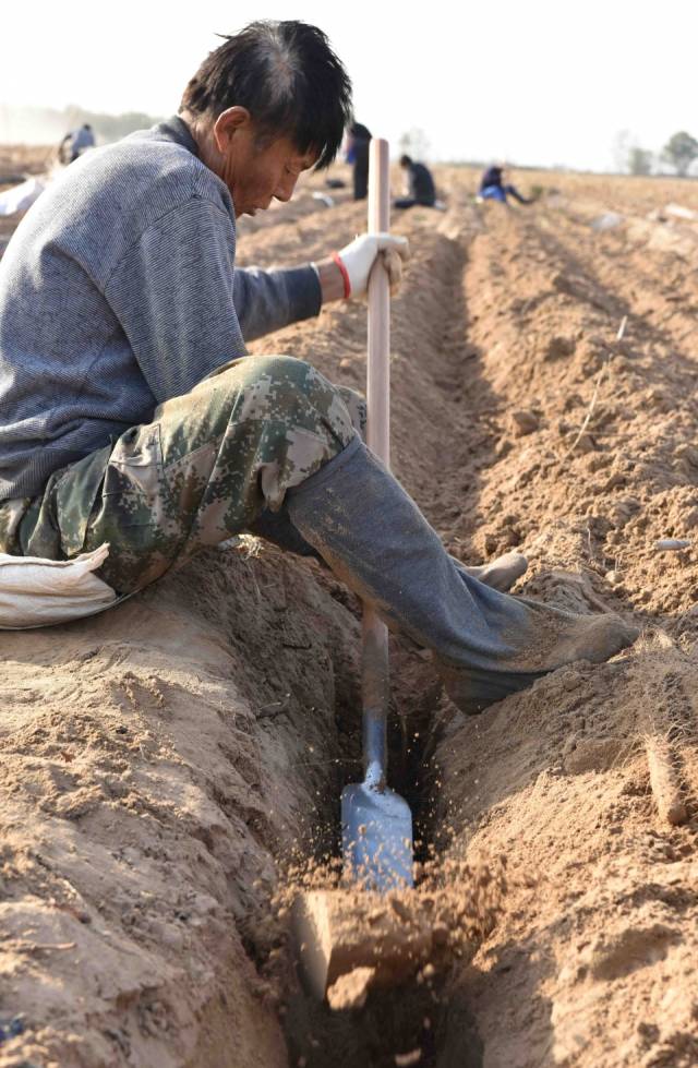 黄河滩涂地挖铁棍山药,不按重量算工钱,农民计算方法很奇葩