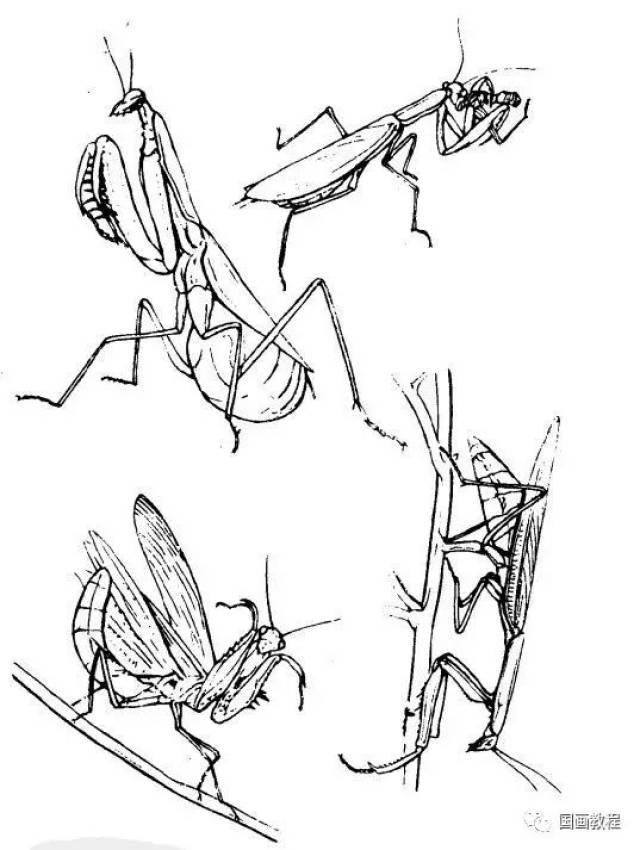 【国画教程】最全的昆虫白描图谱