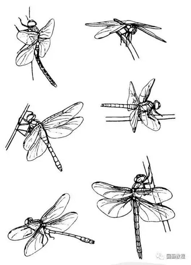 【国画教程】最全的昆虫白描图谱