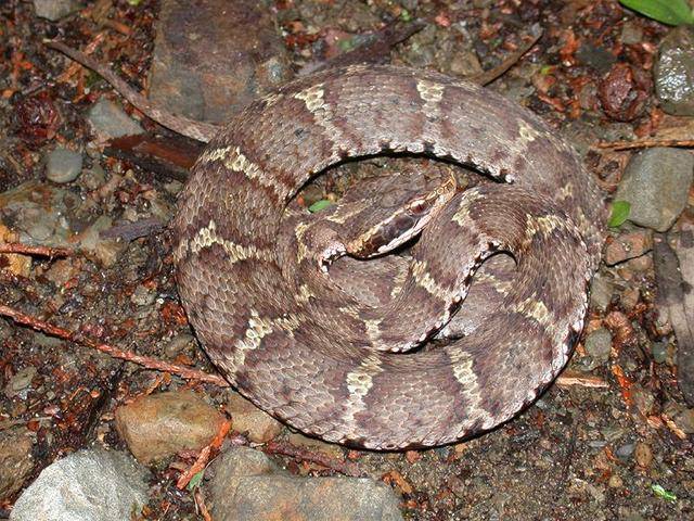 蝮蛇,是我国分布最广数量最多的一种毒蛇,成员含竹叶青响尾蛇等