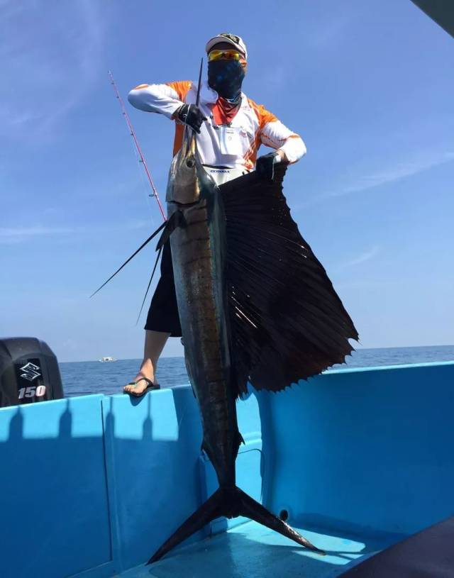 【完全鱼种手册】马林鱼之平鳍旗鱼