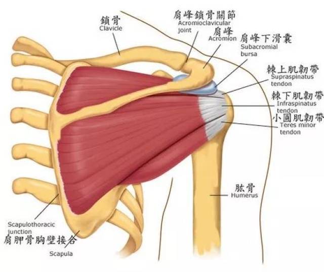 锁骨,肩胛骨以及肱骨(上臂骨),骨骼经由肌肉,肌腱和韧带将它们结合在