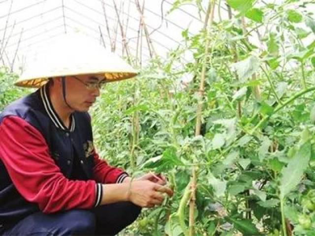 西红柿整枝小妙招,种植高手的经验之谈!