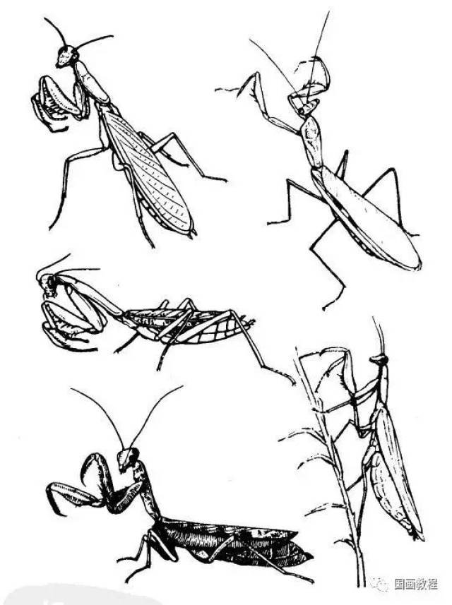 【国画教程】最全的昆虫白描图谱