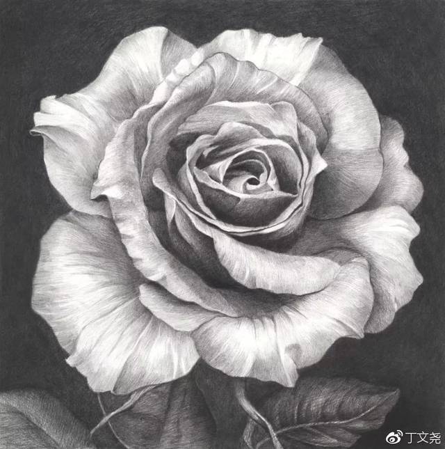 素描教程 | 丁老师教你画玫瑰