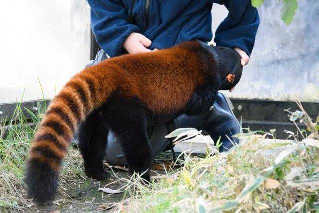 平心而论,小熊猫的萌点肯定是大尾巴没错了