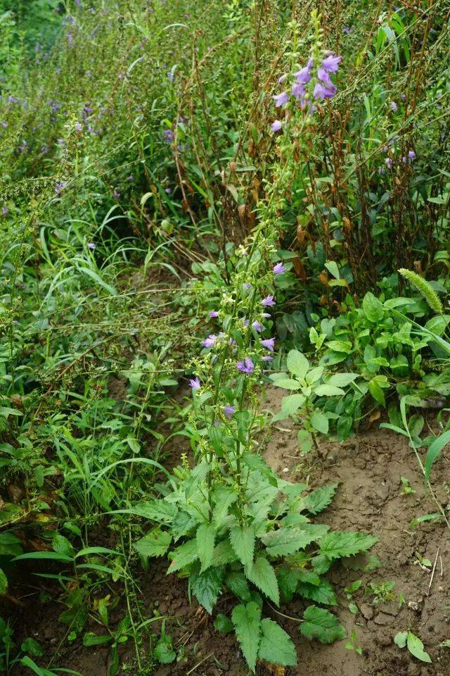 人在旅途山东莱阳北沙参种植基地