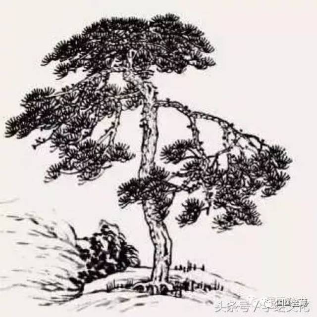 国画松树的画法:松果,松干,松针,简直就是点,线,面的转换