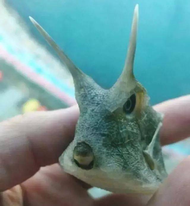 皱鳃鲨有着非常恐怖的牙齿