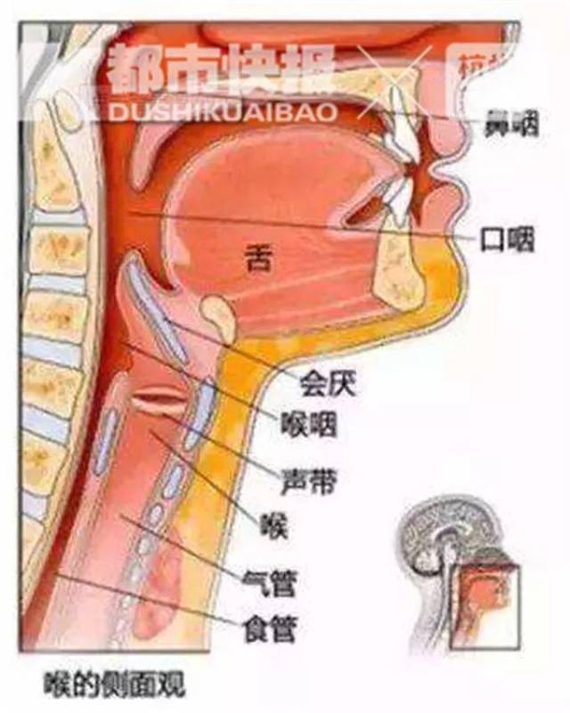 是喉部的一块软骨,呈现叶片的形状,当人体在吞咽食物的时候,会厌软骨