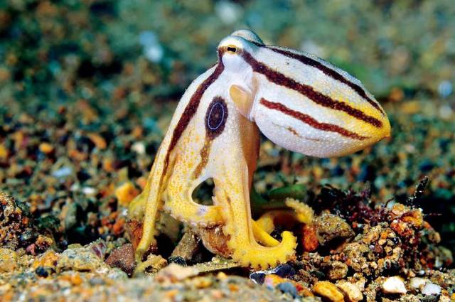 部分章鱼因为将掉进海里的椰子作为自己舒适的居所,也被叫做椰子章鱼