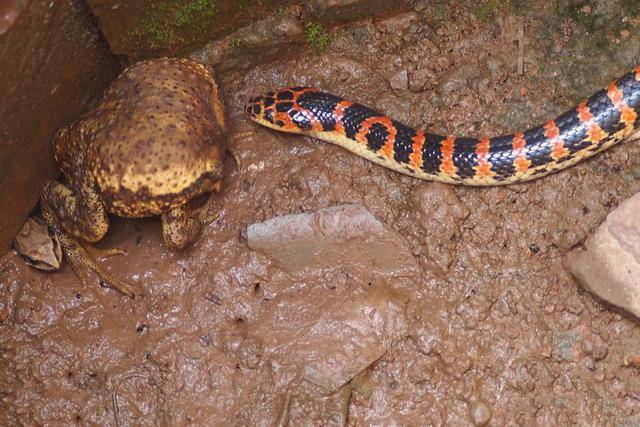 赤链蛇,一种红黑条纹的常见蛇虽然属于无毒蛇类但它也