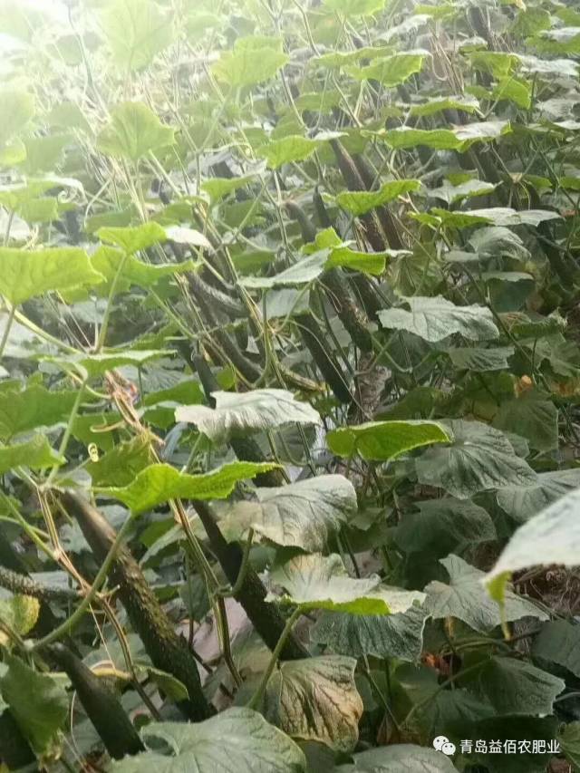 黄瓜原产于热带森林潮湿地区,喜温暖,不耐寒冷,0℃致死,5℃受冻害,10