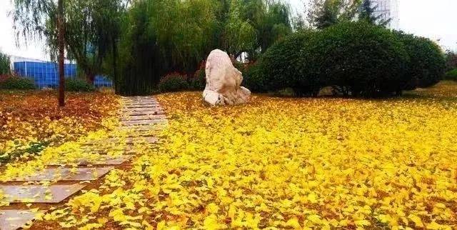此时的临沂大学真是"满园秋色藏不住"!