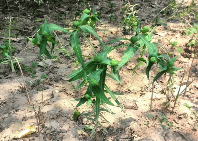 农村一种野草俗称"小巴豆",从叶到果都有毒,却是一种珍贵草药