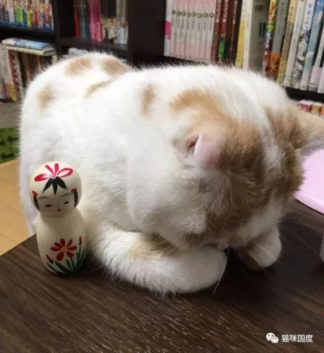 猫咪好像很伤心,趴在桌子上哭泣