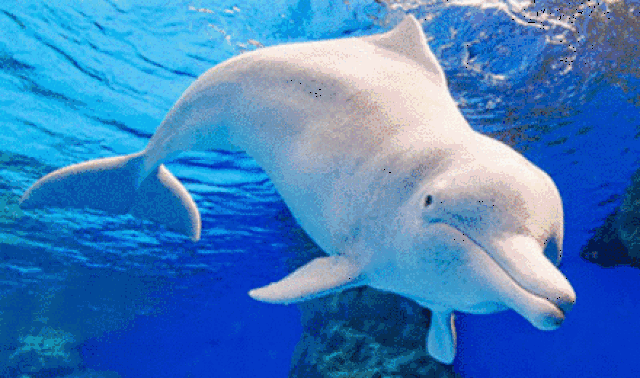 壁纸 动物 海底 海底世界 海洋馆 水族馆 鱼 鱼类 440_260 gif 动态图