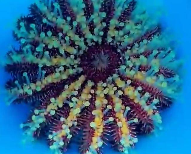 人工智能代替潜水员猎杀荆棘海星,保护美丽珊瑚大堡礁
